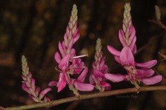 Indigofera cassioides